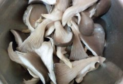 食品重金屬檢測儀：蘑菇喜歡富集重金屬？